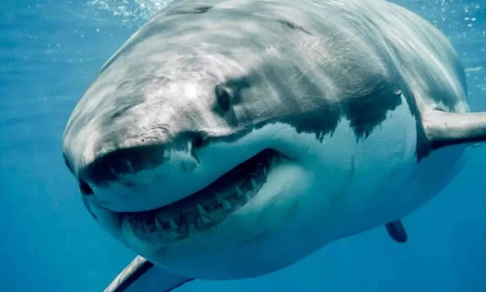 Καρχαρίας κατασπάραξε σέρφερ μπροστά στα μάτια λουόμενων (βίντεο)